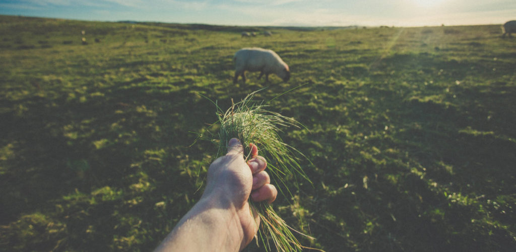 someone holding grass for a lamb