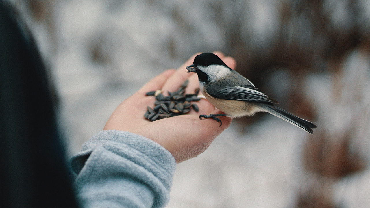Bird eating seeds out of a hand