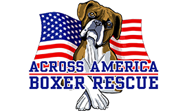 A boxer dog rests its head on paws, framed by two American flags. Text below reads: "ACROSS AMERICA BOXER RESCUE."